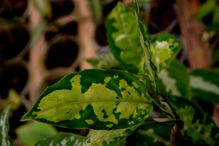 Аглаонема Грин леопард