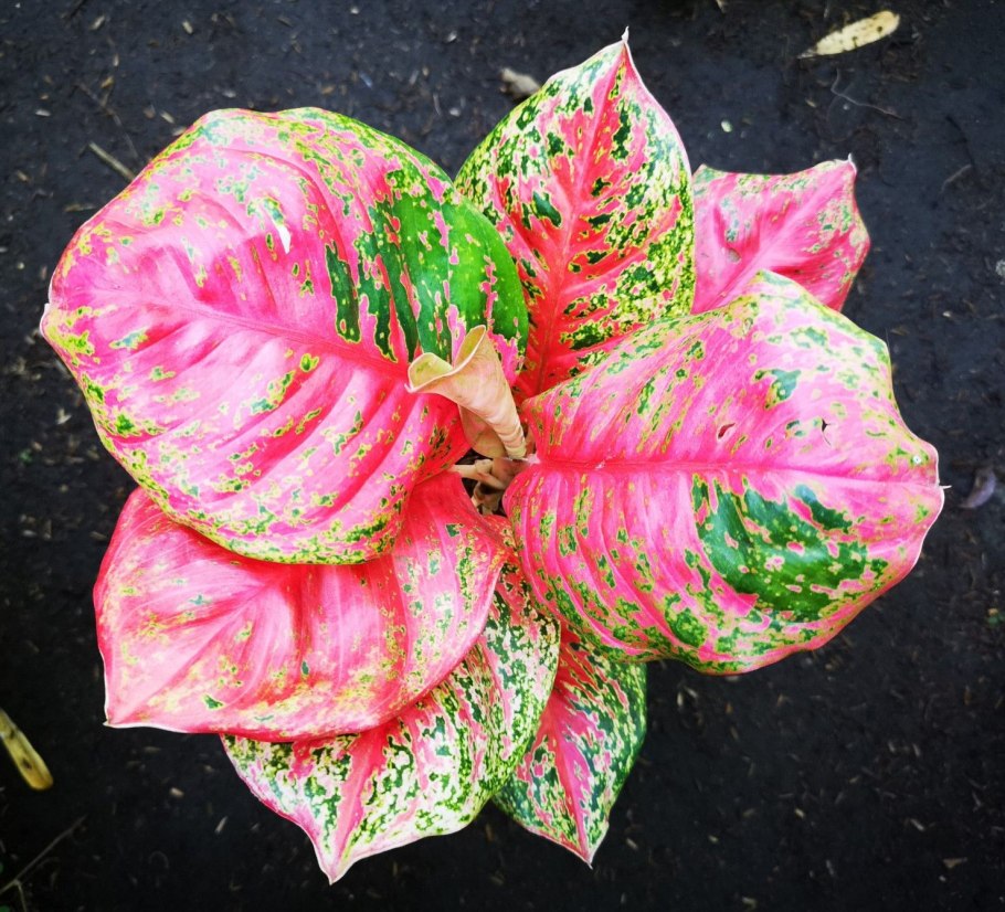 Аглаонема черри Берри