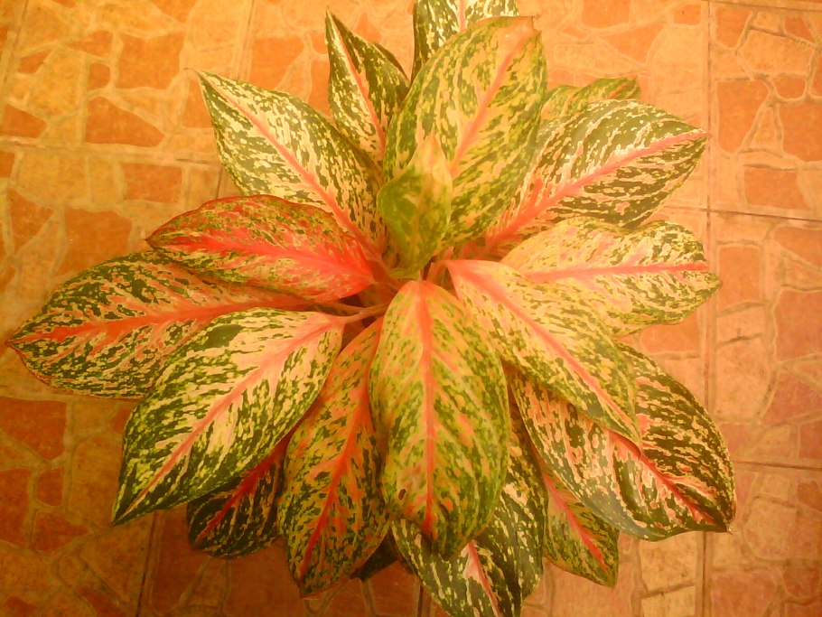 Аглаонема попугай