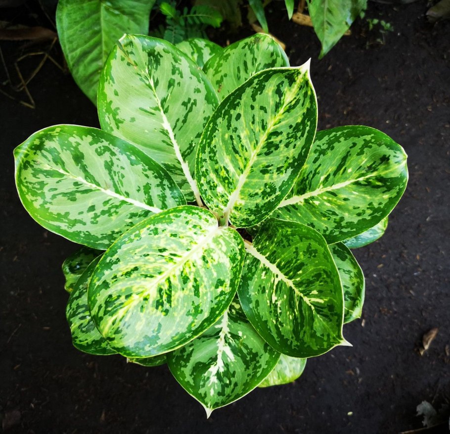 Аглаонема Mable