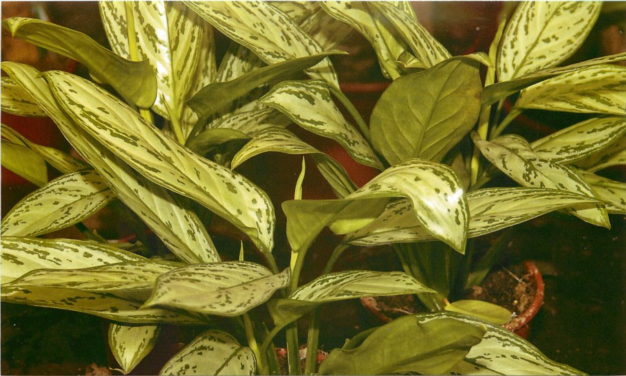 Аглаонема Тигрис