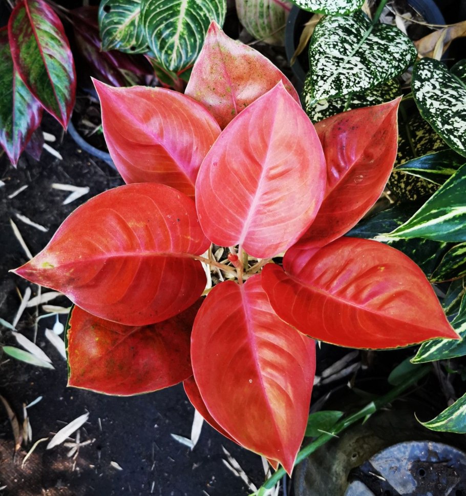 Аглаонема ред Грин