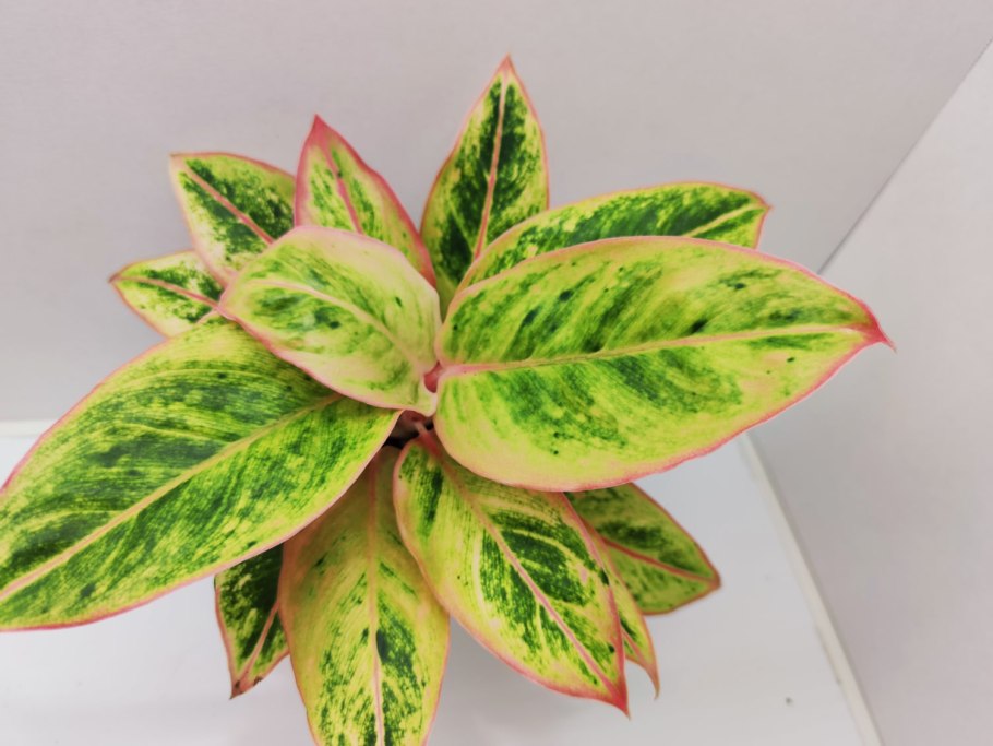 Аглаонема Грин тайская