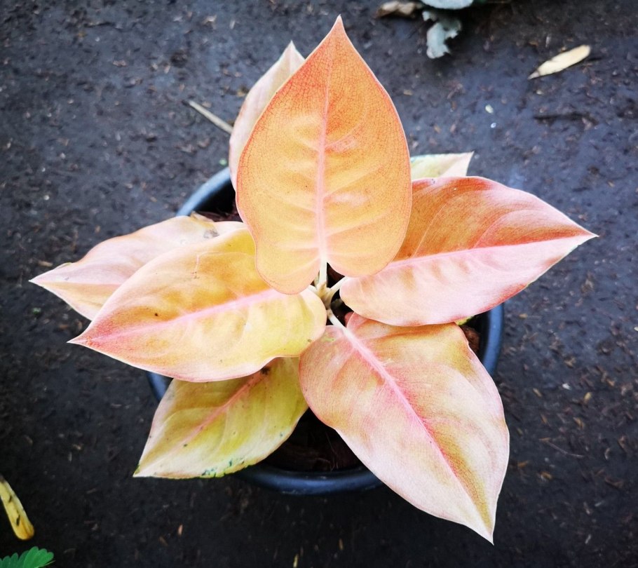 Аглаонема Плант