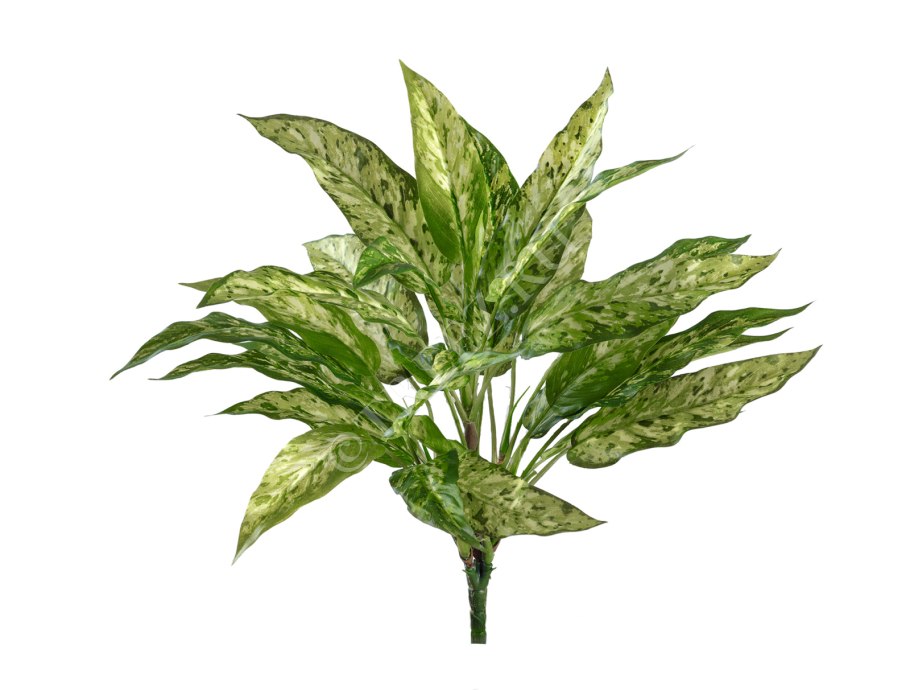 Аглаонема Махараджи