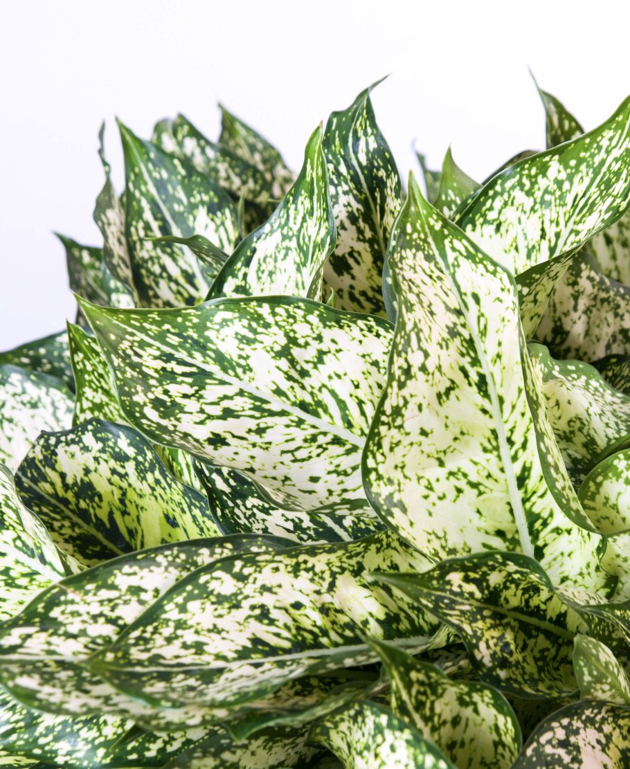 Аглаонема Звездная пыль