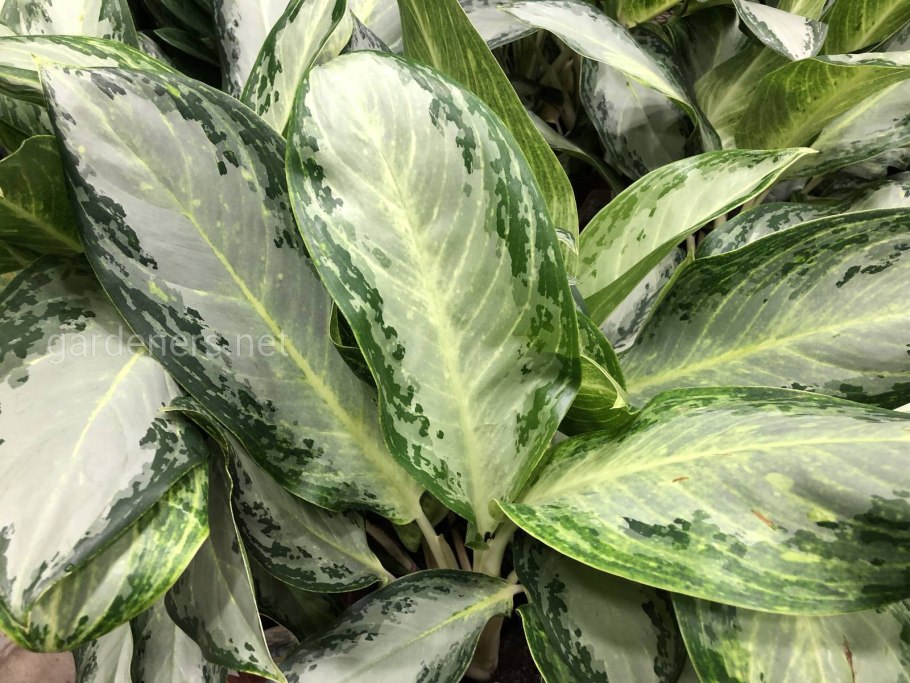 Аглаонема Грин Еллоу