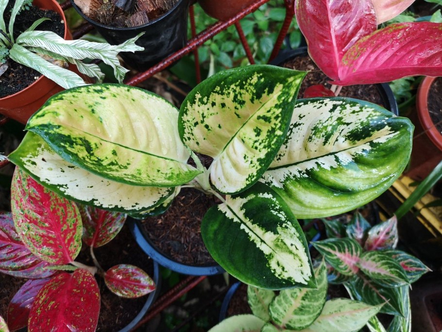 Аглаонема Голден Мадонна