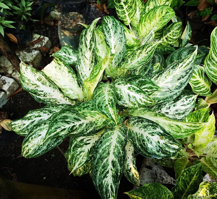 Аглаонема Cochin Orange