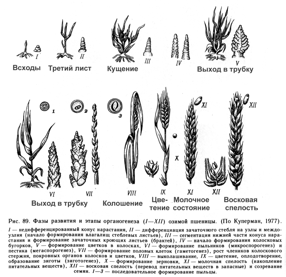 Этапы органогенеза Яровой пшеницы