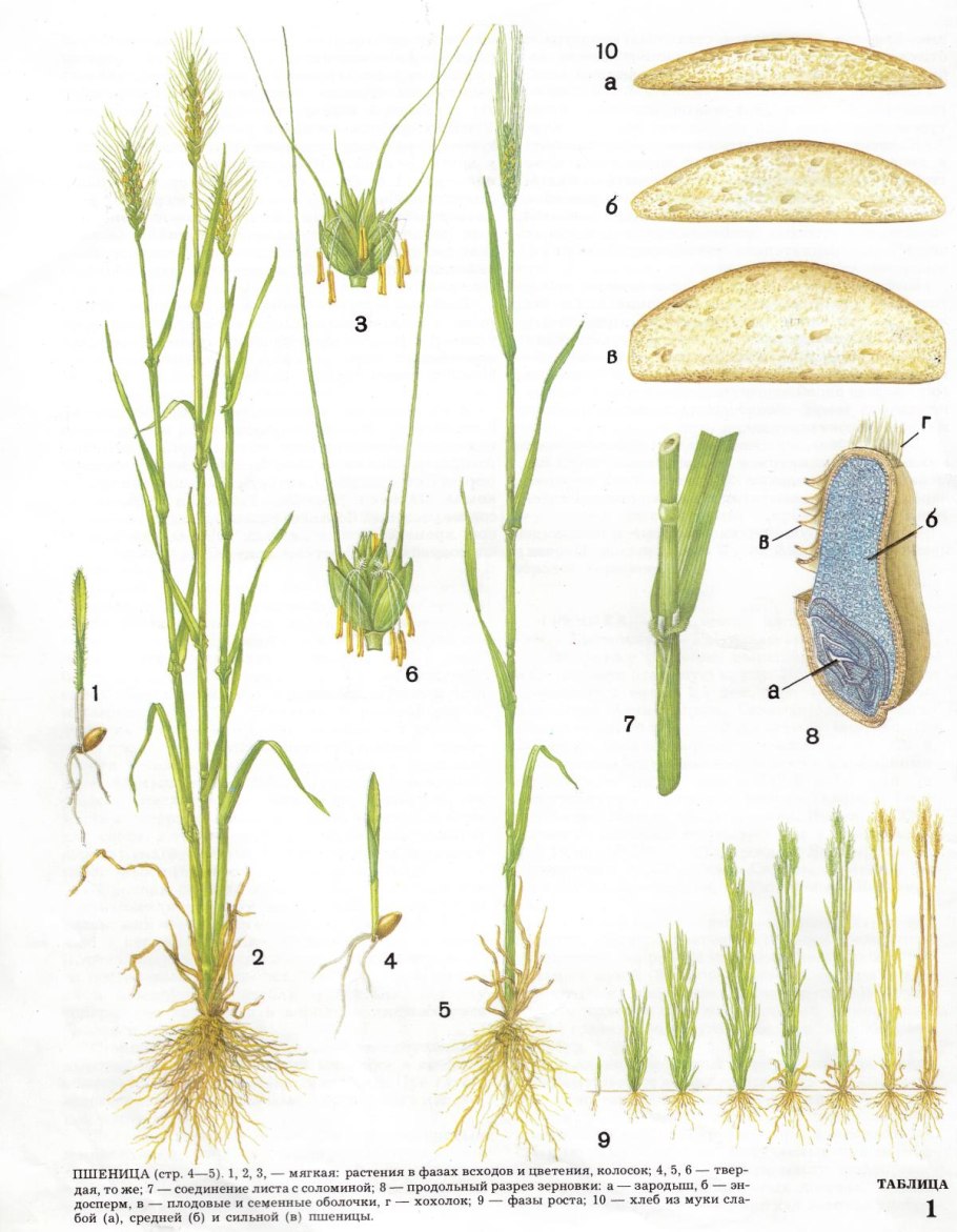 Семейство злаки