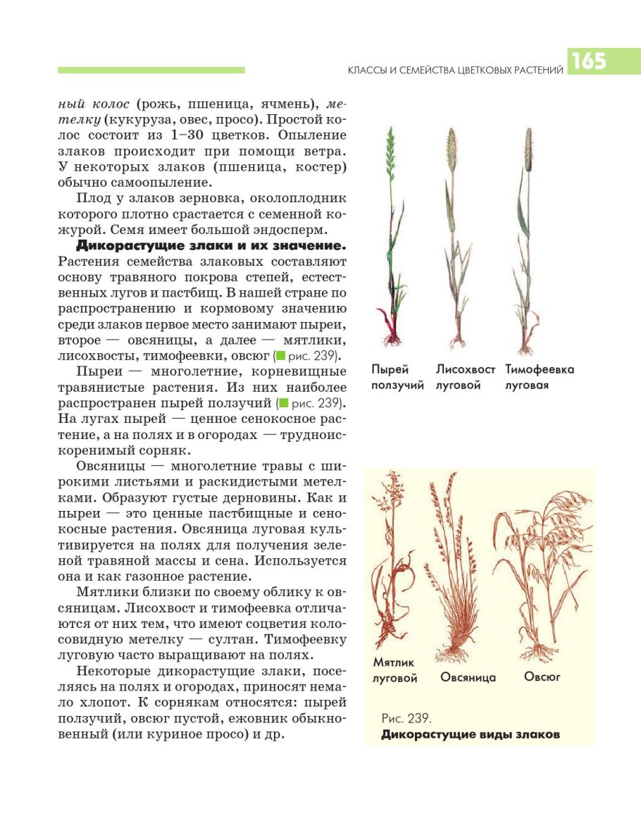Строение злаковых Колосковой чешуи