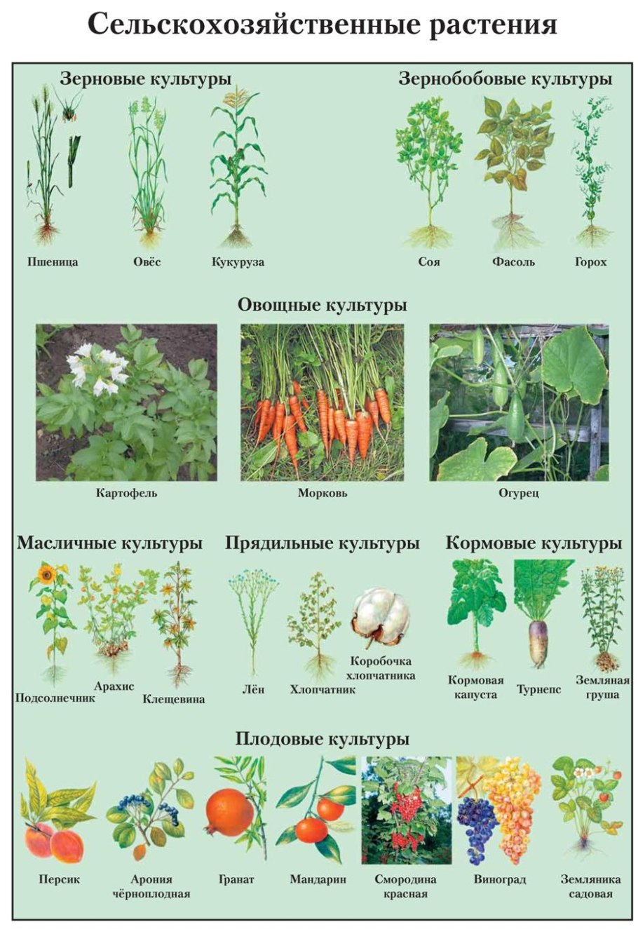 Таблица сорные растения названия
