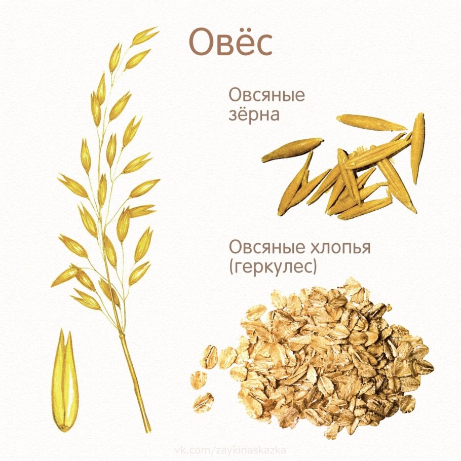 Злаковые травы названия