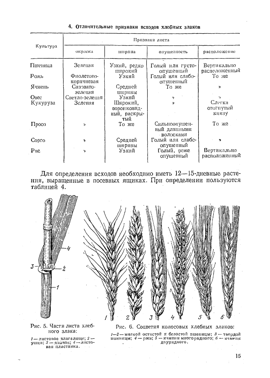 Фазы и роста развития Яровой пшеницы в таблице