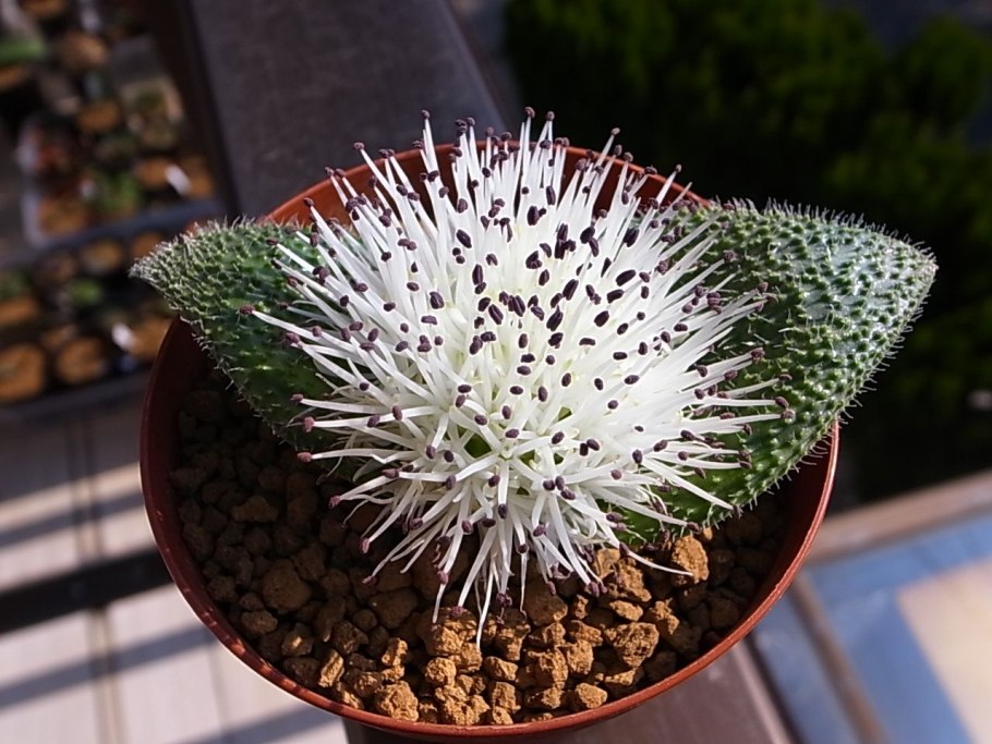 Massonia pygmaea