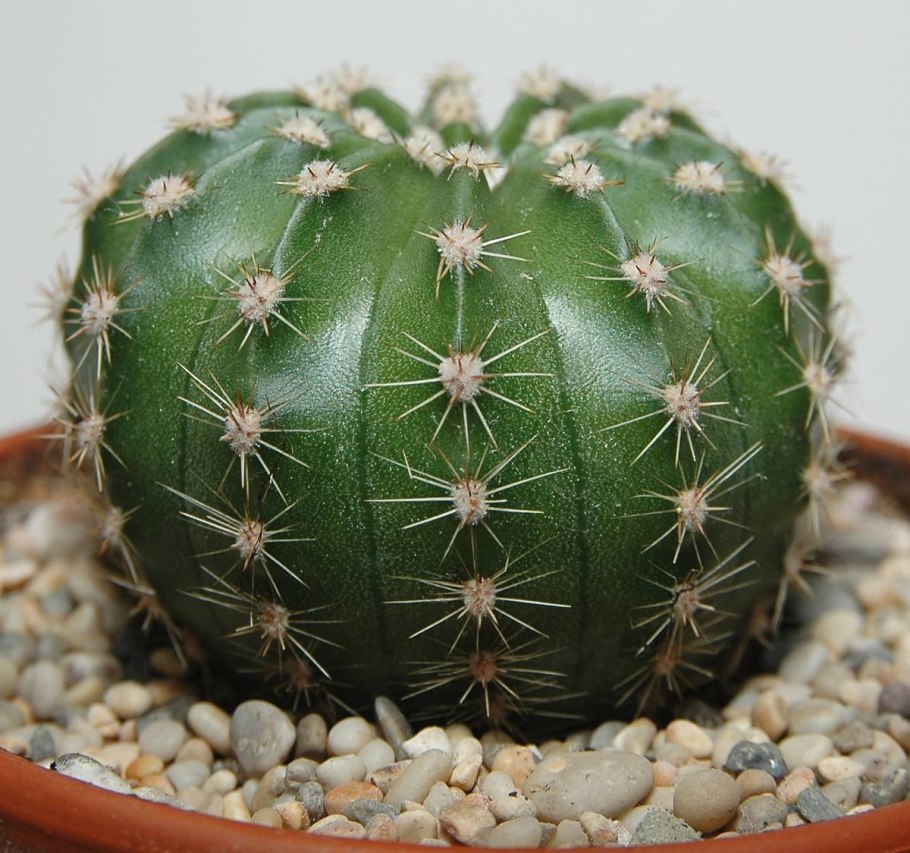 Эхинопсис острогранный Echinopsis oxygona