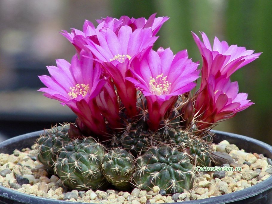 Sulcorebutia pulchra