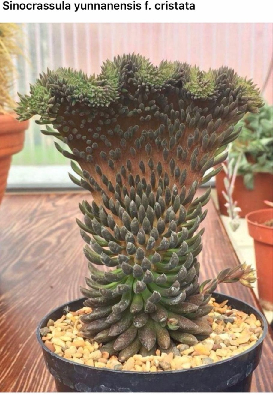 Sinocrassula yunnanensis