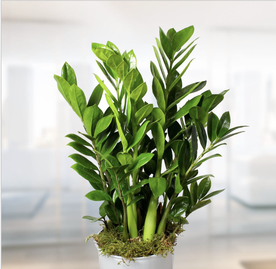 Замиокулькас zamiifolia 35 см