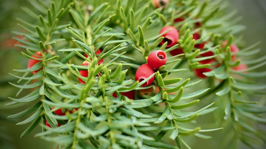 Тис ягодный (Taxus baccata David p9)