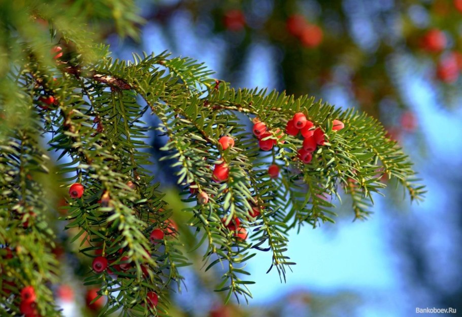 Растения Крыма тис ягодный