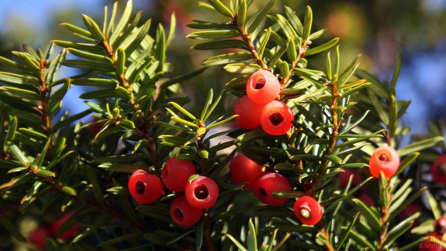 Тис ягодный Taxus baccata