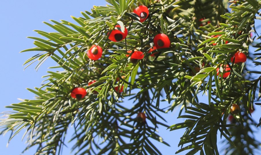 Yew Berry