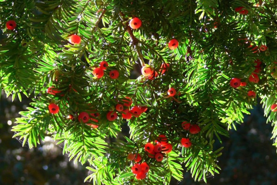 Тис ягодный Taxus baccata