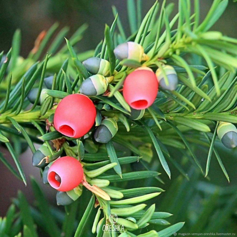 Тис ягодный в горшке украшен на новый год