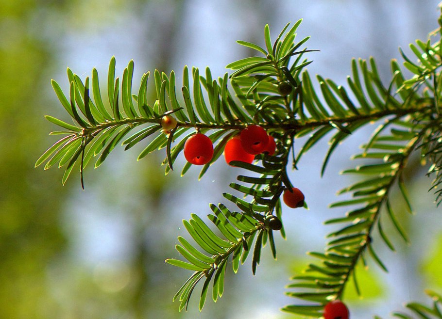 Тис ягодный