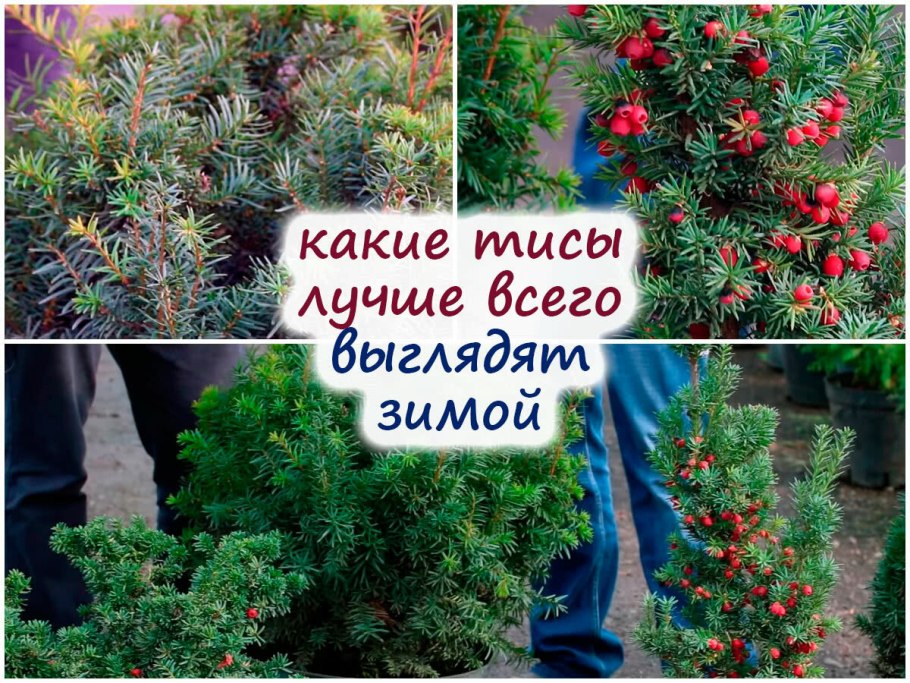 Тис ягодный красное дерево