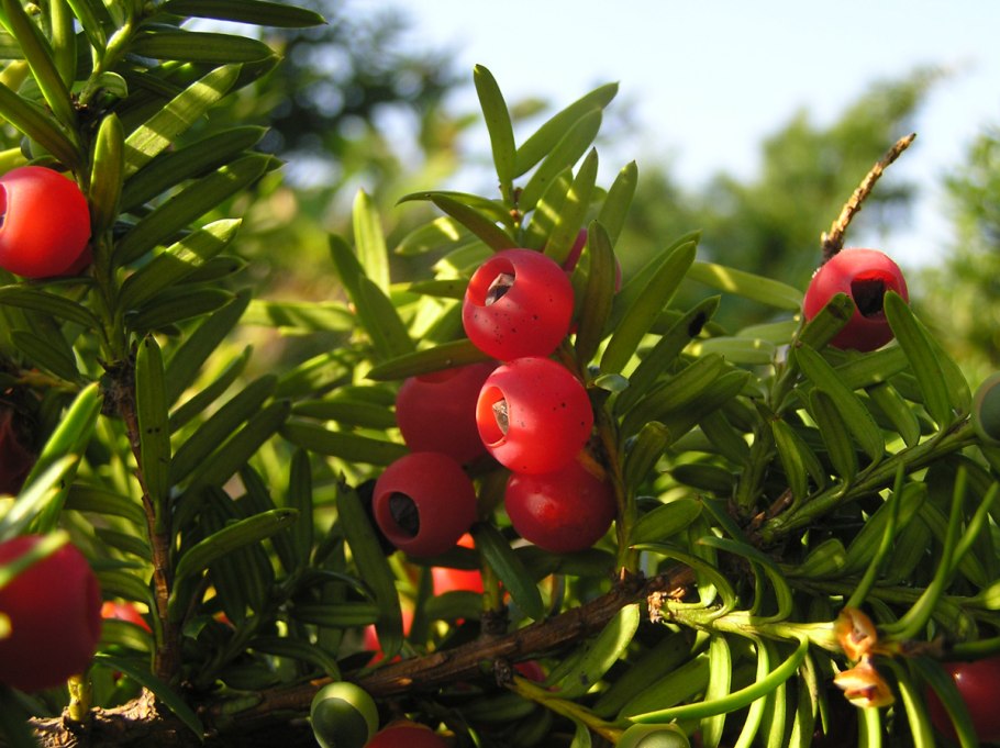 Тисс ягодный (Taxus baccata