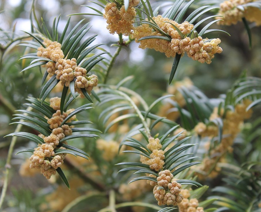 Тис ягодный baccata