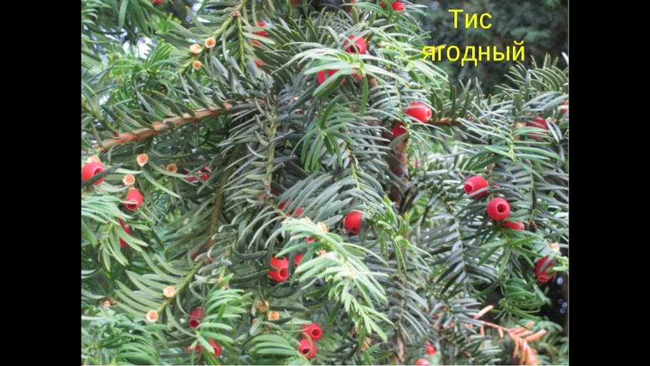 Тис остроконечный Taxus cuspidata
