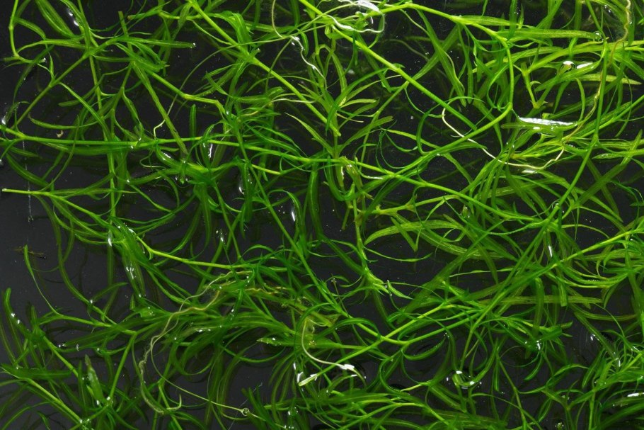 Апоногетон аквариумное