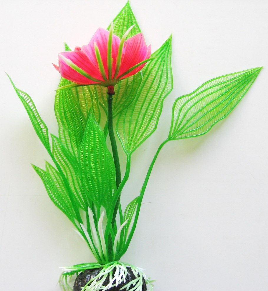 Апоногетон Капурони