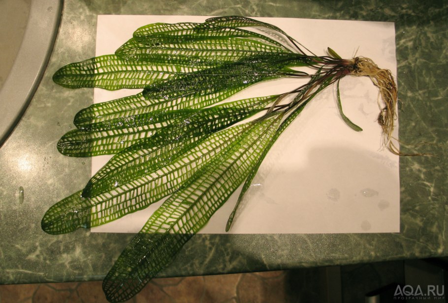 Aпонoгeтoн мaдагаскapский