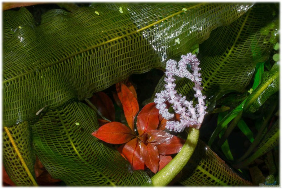 Апоногетон Хенкеля