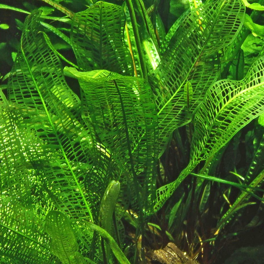 +Aponogeton +abyssinicus