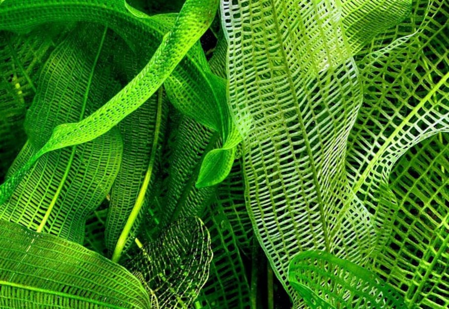 Апоногетон Хенкеля