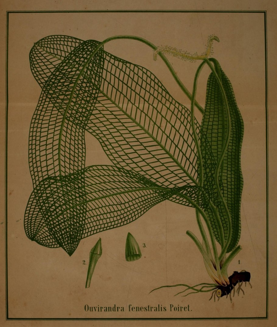 Апоногетон пурпурный Aponogeton Purple