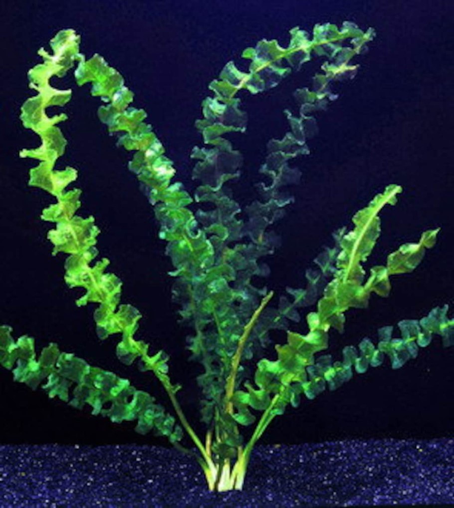 Апоногетон фенестралис