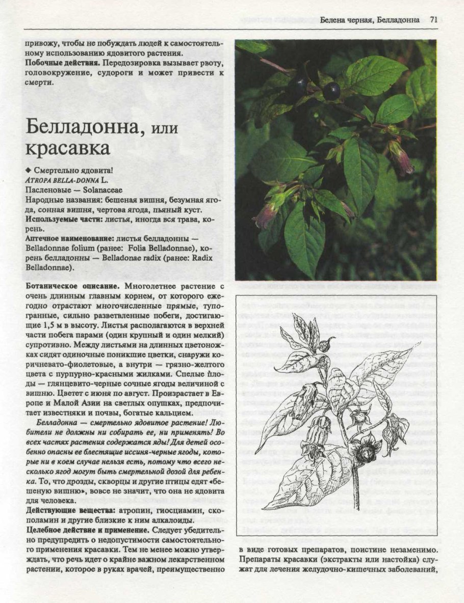 Дикие Пасленовые