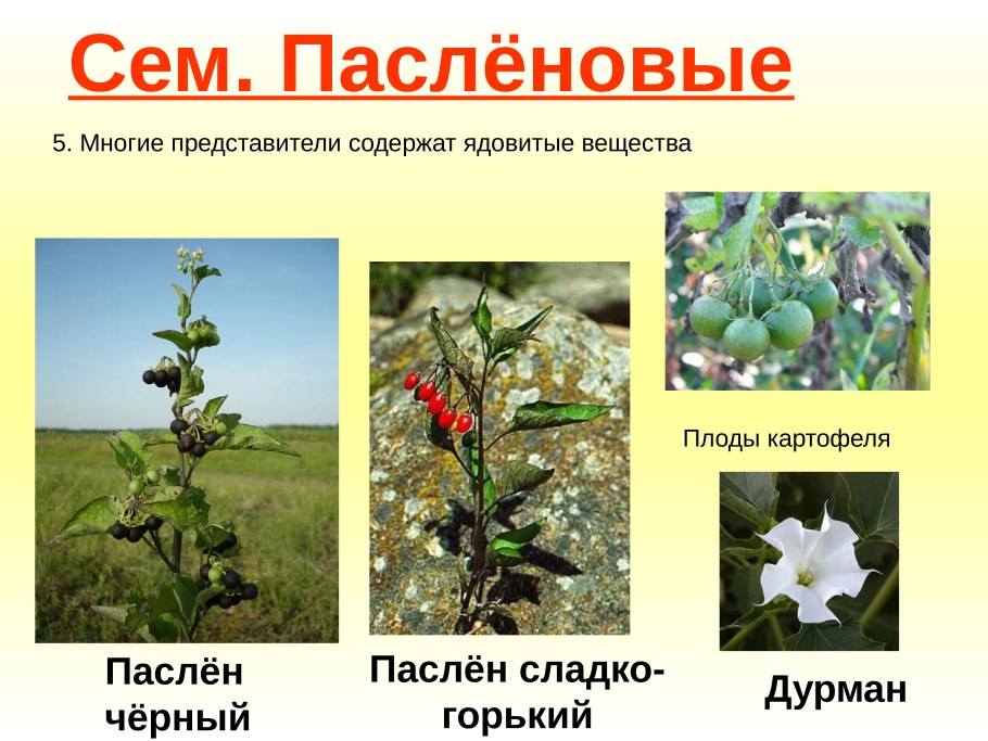 Двудольные Пасленовые бобовые