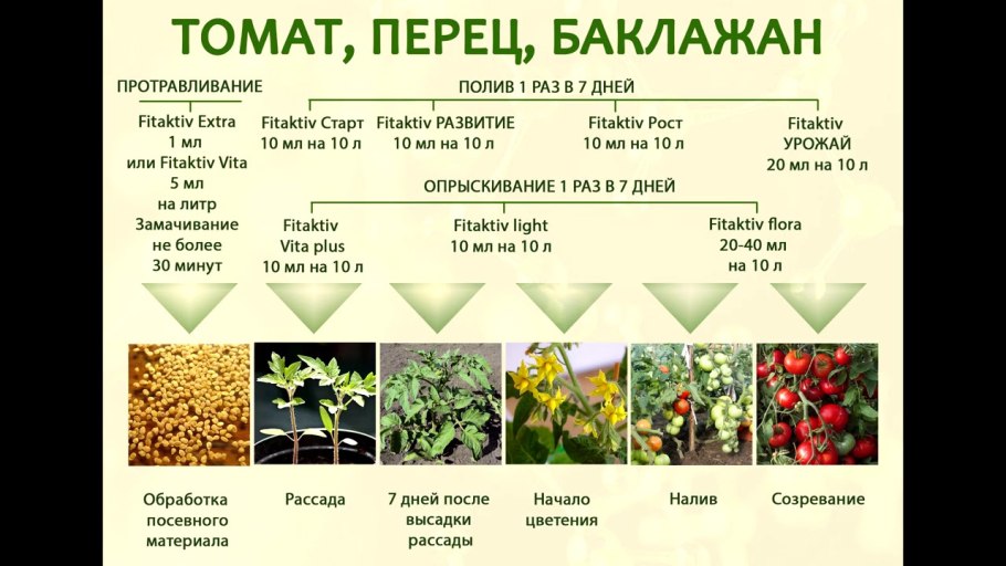 Томаты этапы развития