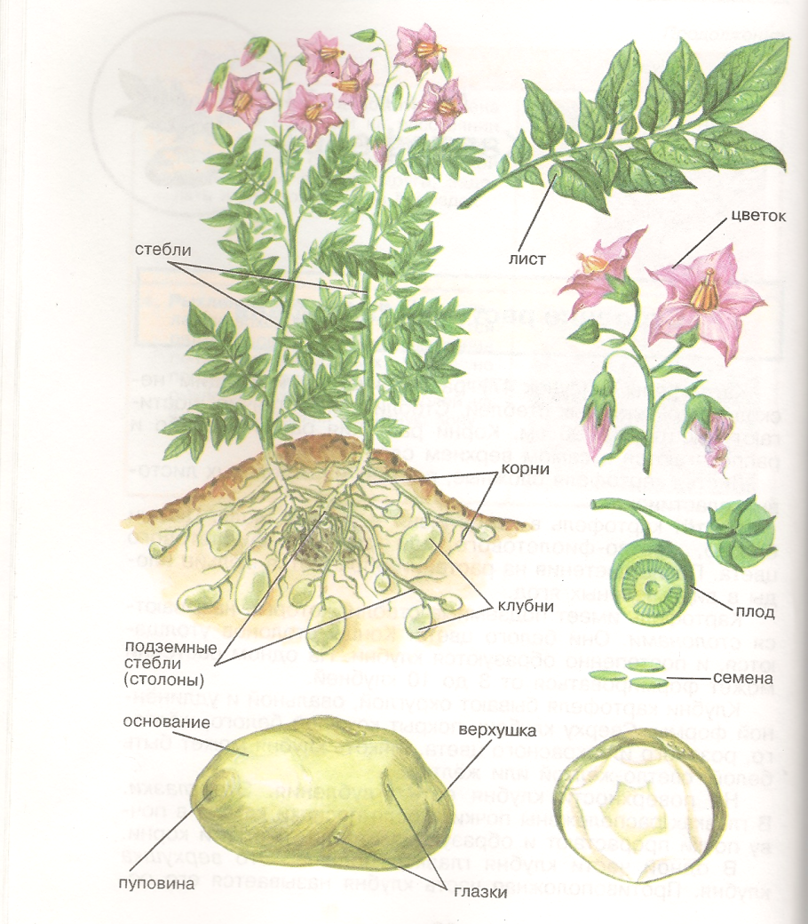 Корневая система перца болгарского