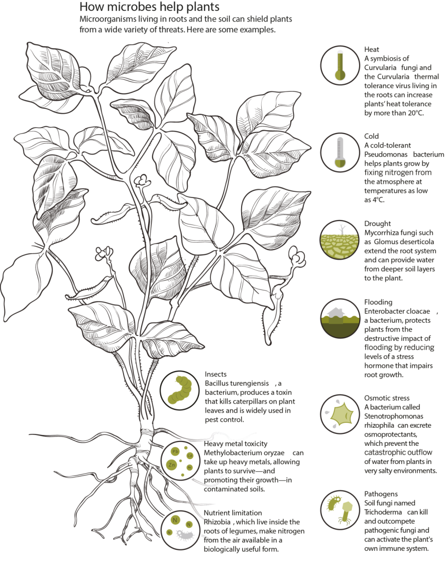 Части стебля растения
