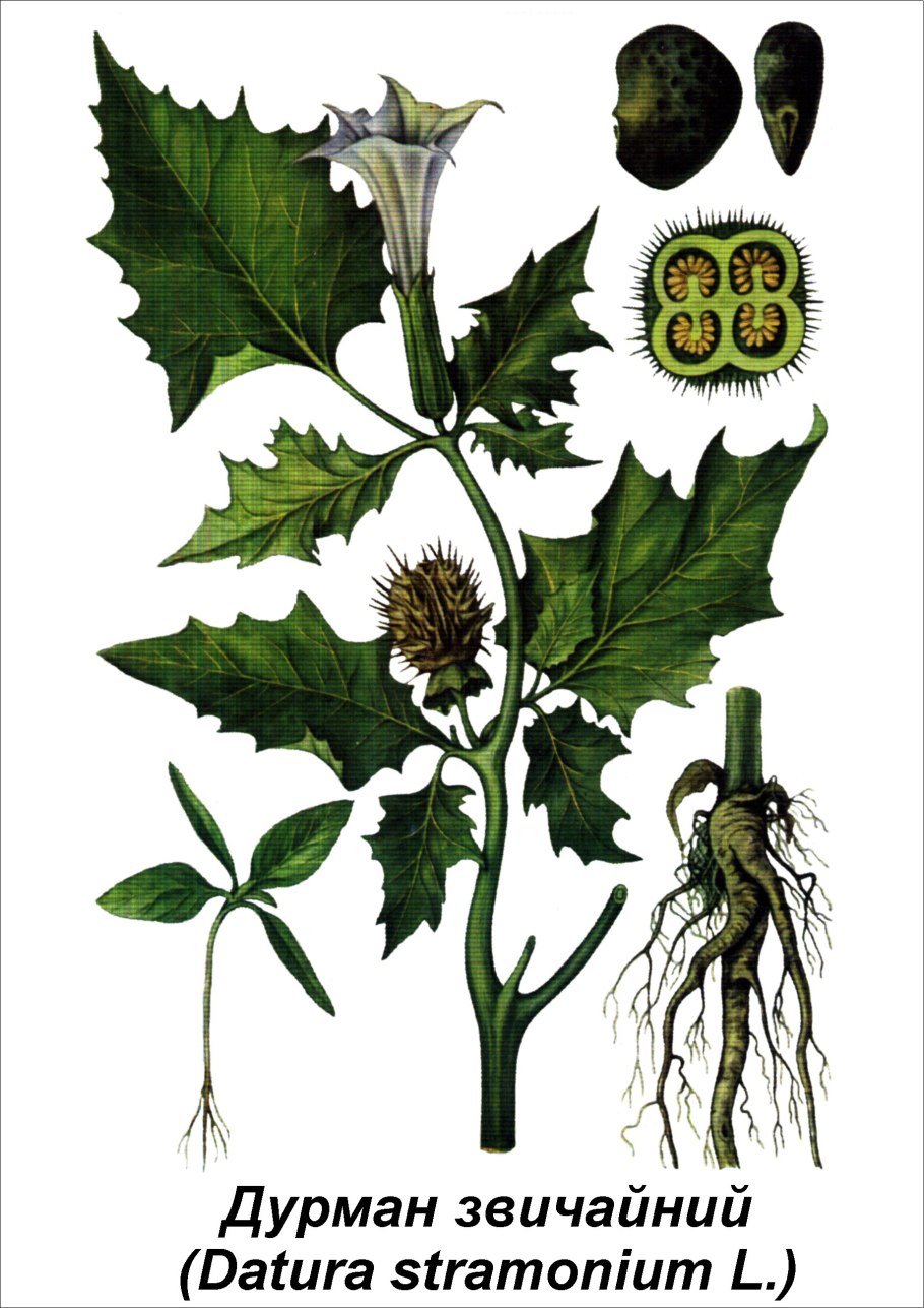 Красавка белладонна