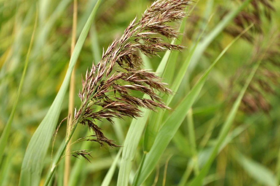 Тростник обыкновенный phragmites Australis